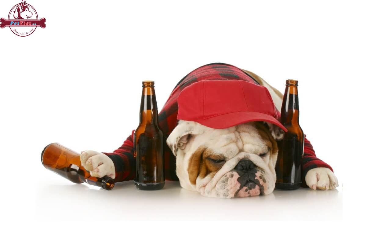 Không Nên Cho Chó Uống Rượu, Bia Và Các Thức Uống Có Cồn Khác!