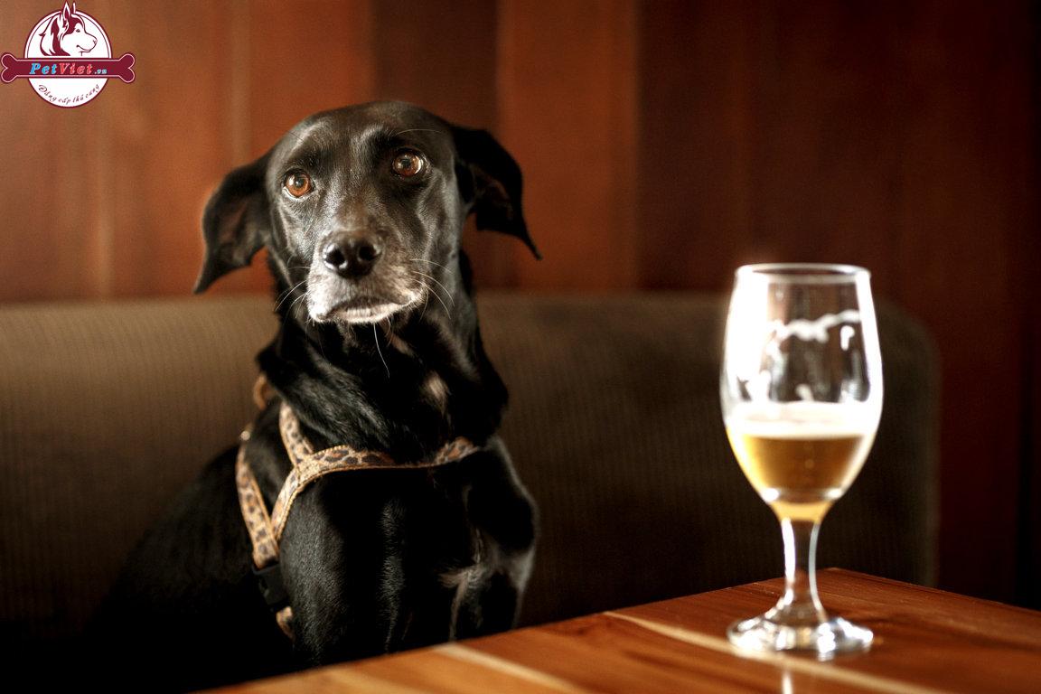 Những Điều Cần Biết Về Chó Và Ngộ Độc Rượu.
