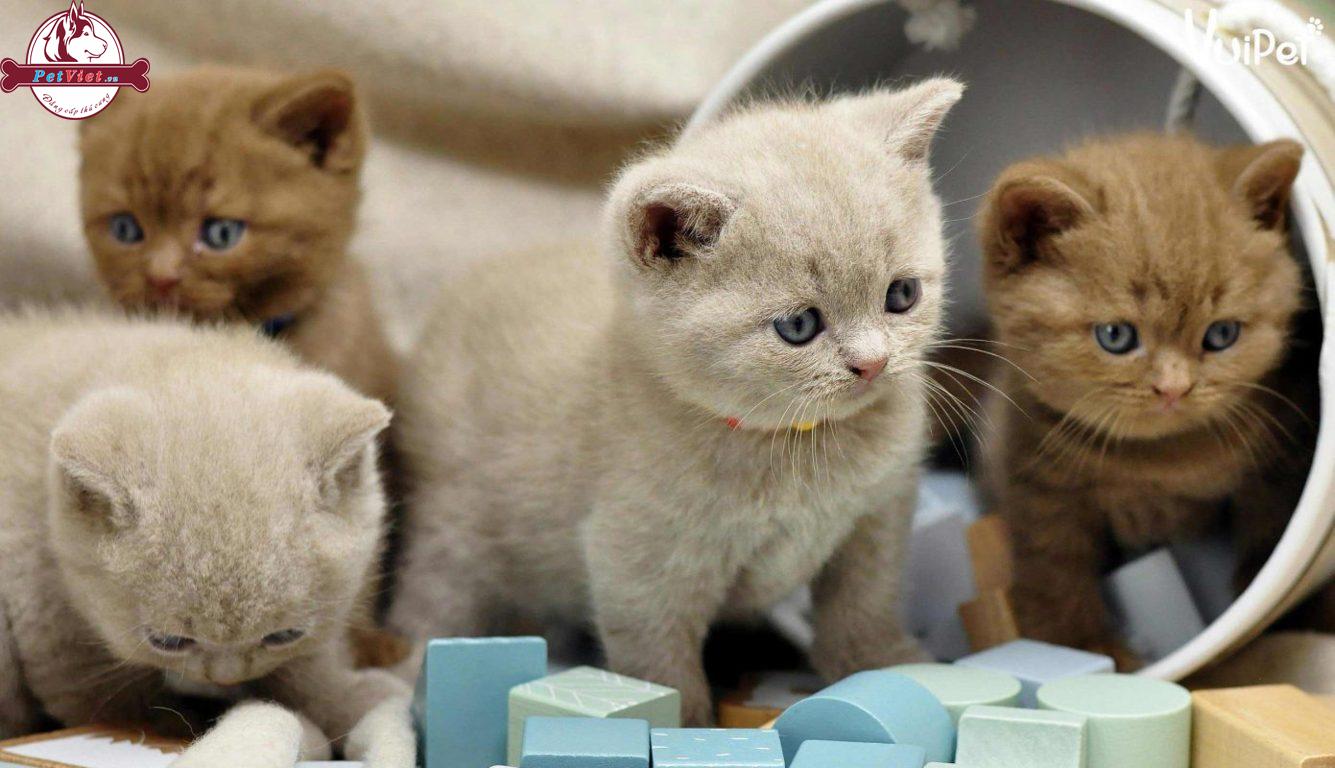 Số Mèo Con Trung Bình Được Sinh Ra Trong Một Lứa?