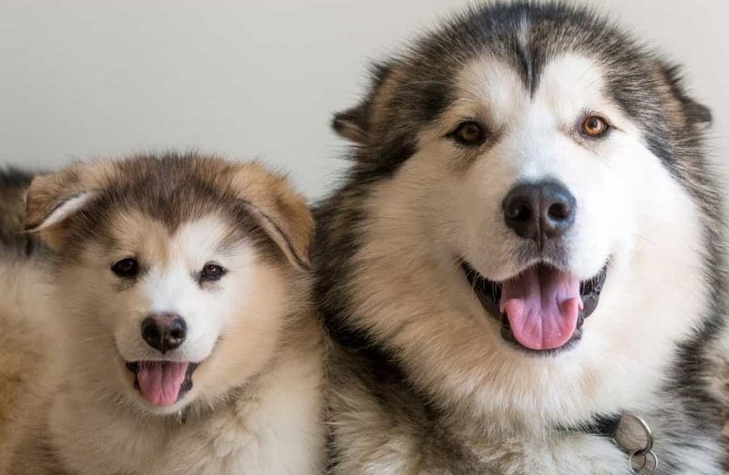 Cách Chăm Sóc Chó Alaska Con 2 Tháng Tuổi Và Những Điều Cần Chú Ý