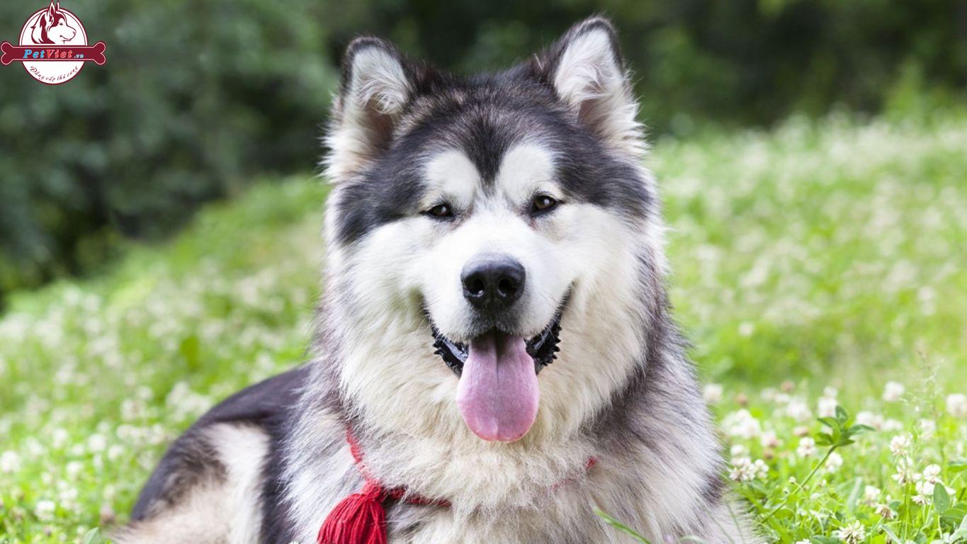 Các Loại Thức Ăn Cho Chó Alaska Chất Lượng