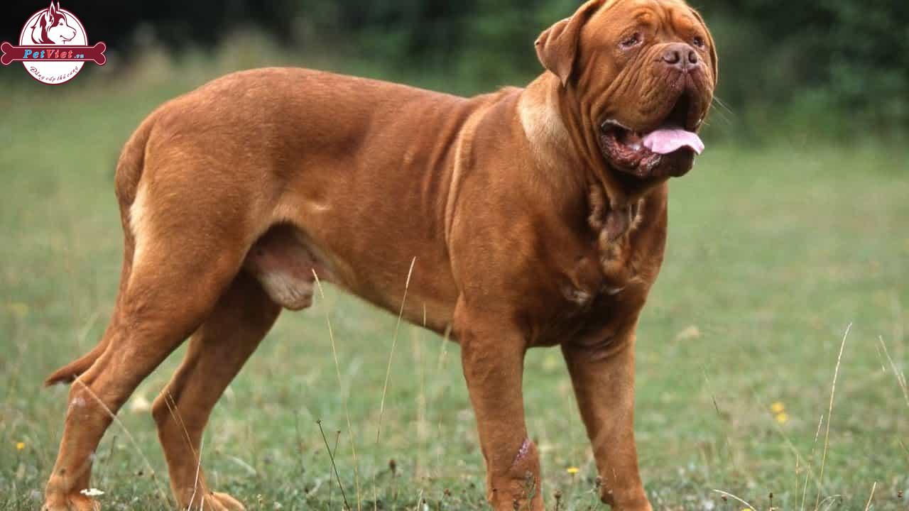 Ngao Bordeaux là giống chó dũng mãnh; thường được nuôi để bảo vệ các lâu đài, săn bắn và chiến đấu.
