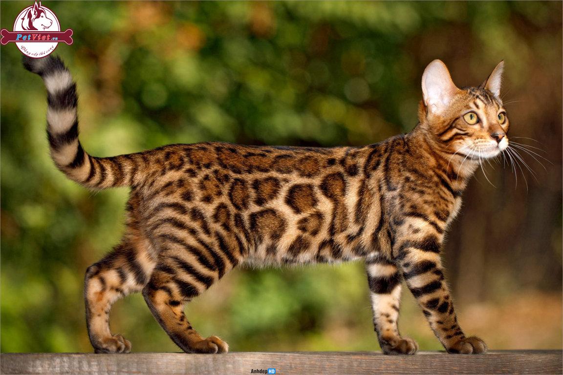 Hình Ảnh Mèo Bengal Nổi Bật Với Bộ Lông Báo Hoang Cực Đẹp