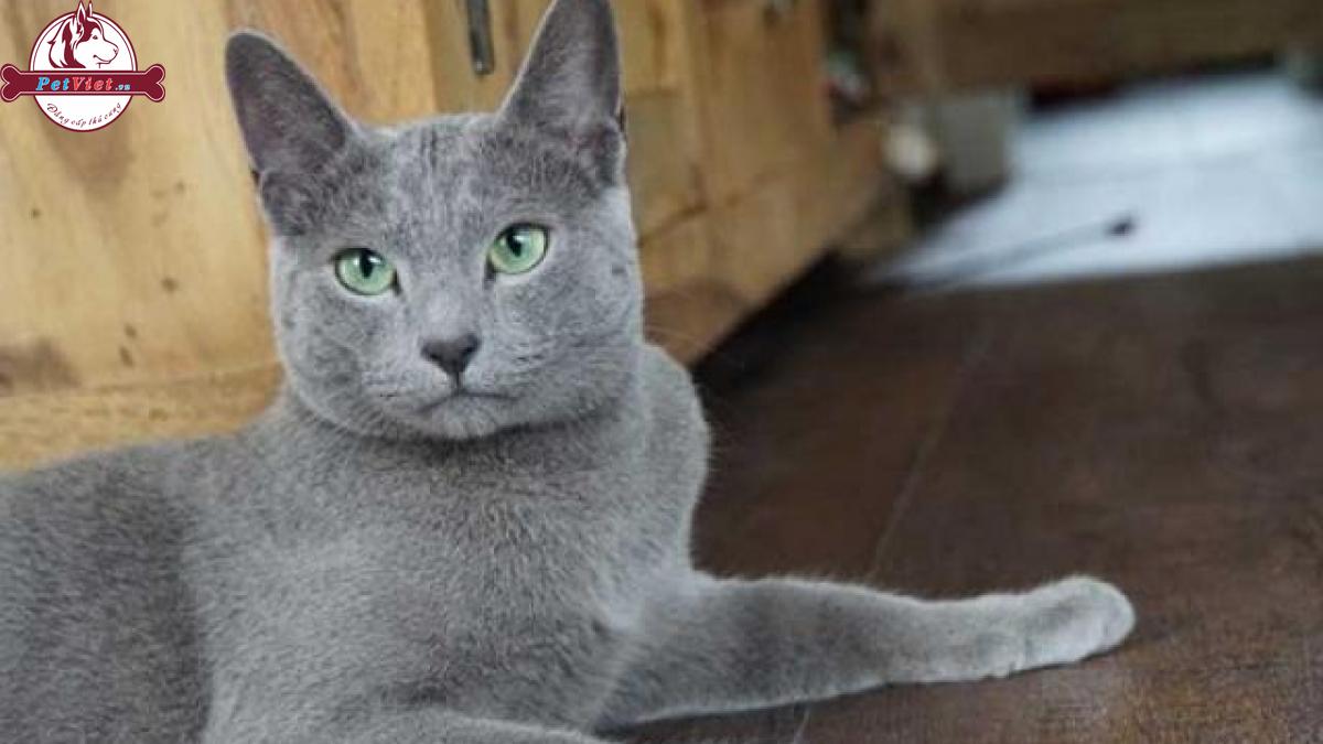 Mèo Nga Mắt Xanh – Russian Blue