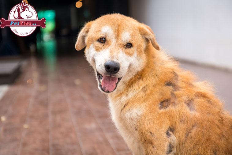 Bệnh Ghẻ Do Demodex Canis Gây Ra Trên Chó (Còn Gọi Là Bệnh Xà Mâu Ở Chó)