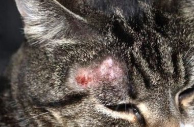 Nấm, Ghẻ Viêm Da ở Mèo và Các Loại Thuốc Trị Nấm Ghẻ Viên Da