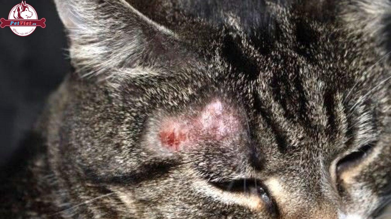 Bệnh nấm mèo gây ra do mèo bị nhiễm một trong số các loại nấm