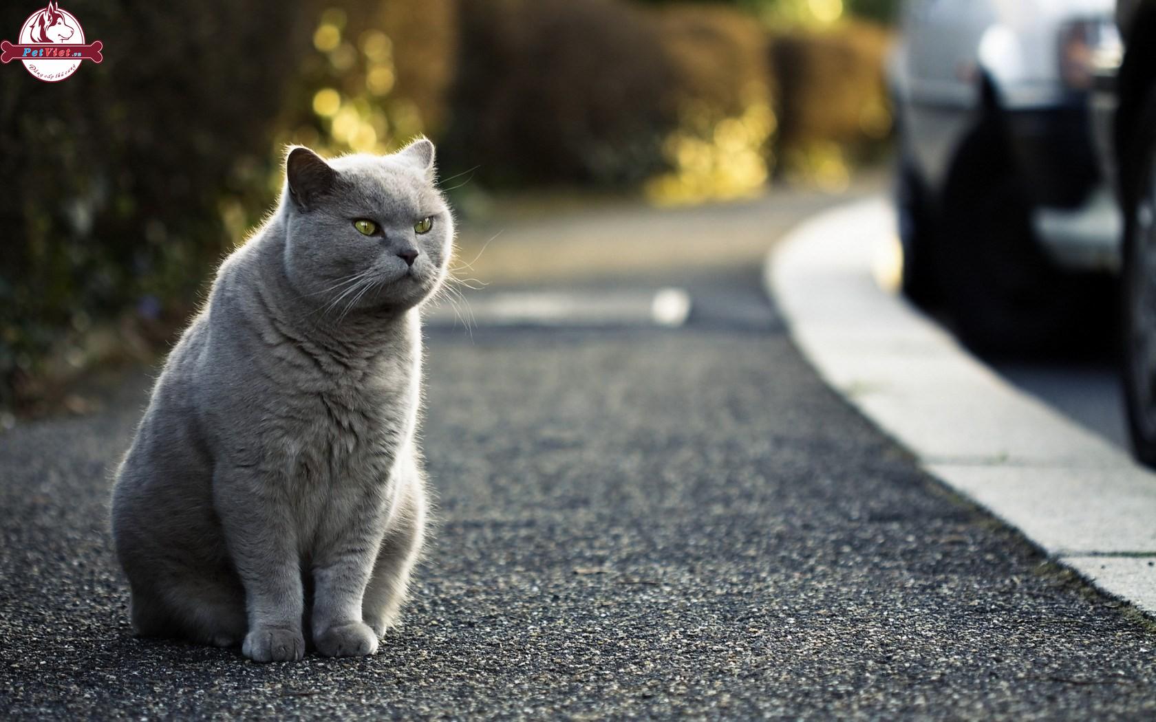 British Shorthair – Mèo Anh Lông Ngắn