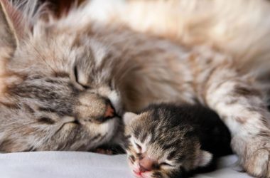 Chăm Sóc Mèo Đẻ Và Mèo Con Sau Sinh Đúng Cách