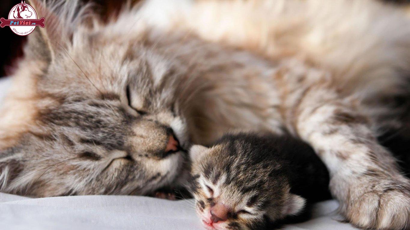Lưu Ý Khi Chăm Sóc Mèo Mới Đẻ Và Mèo Con Mới Sinh