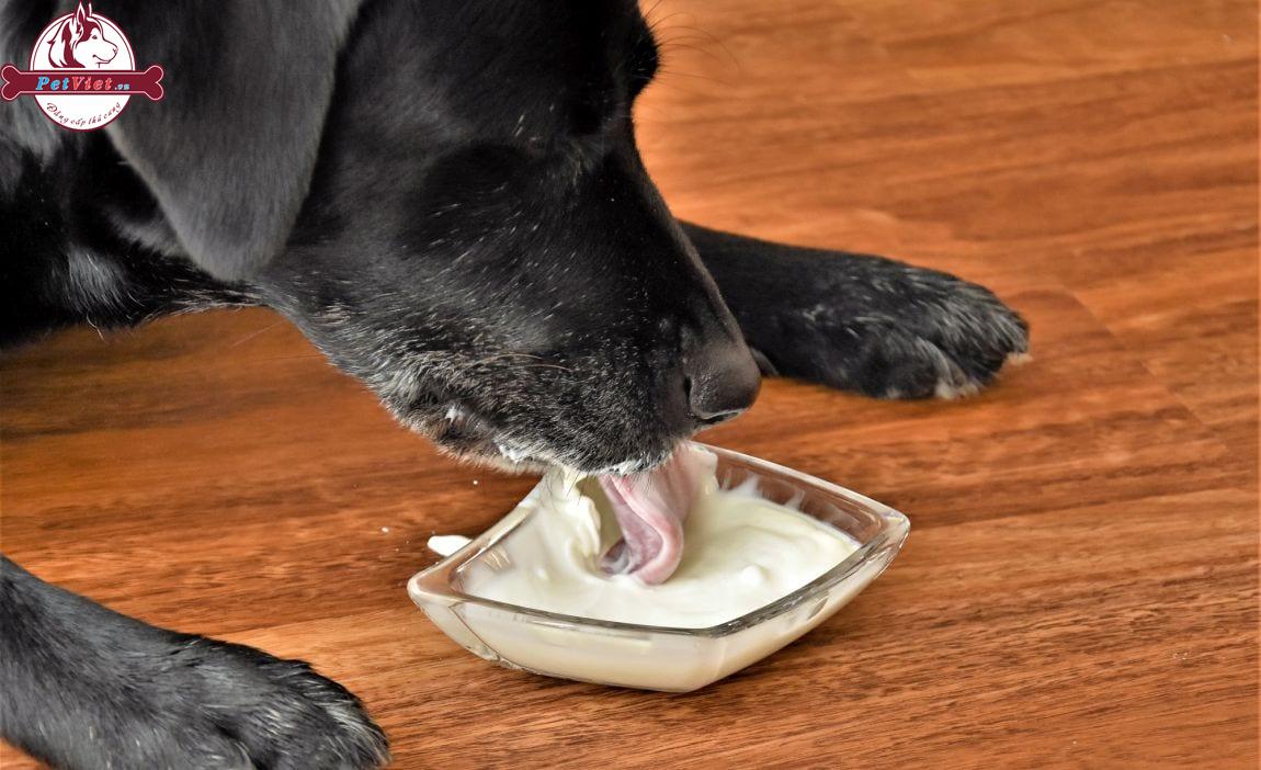 Cho Chó Ăn Sữa Chua Có Tốt Không?
