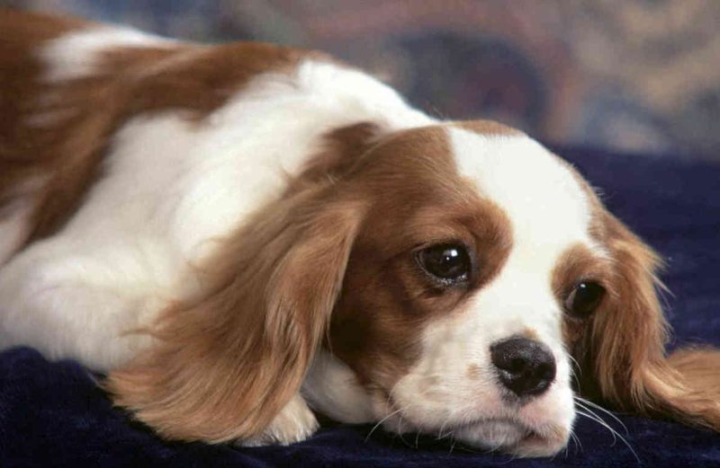 Bệnh Tăng Nhãn Áp Ở Chó Và Cách Điều Trị
