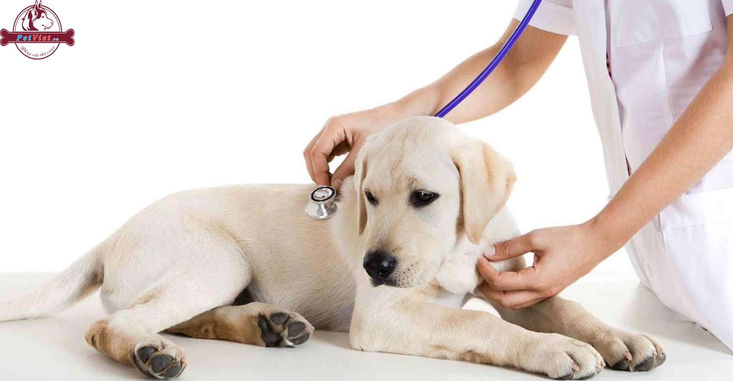 Cách Chữa Chó Bị Dị Ứng Sau Khi Tiêm Vacxin