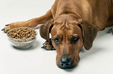 Chó Biếng Ăn, Bỏ Ăn và Cách Chăm Sóc Phù Hợp