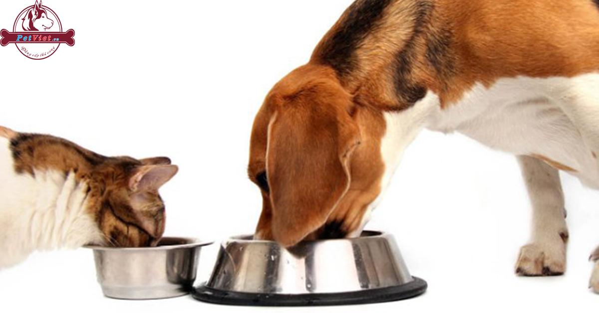 Sự Khác Biệt Về Thành Phần Dinh Dưỡng Trong Hạt Thức Ăn Cho Chó Và Mèo: