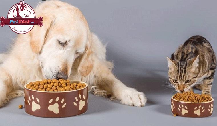 Điểm Khác Biệt Giữa Thức Ăn Của Mèo Và Chó
