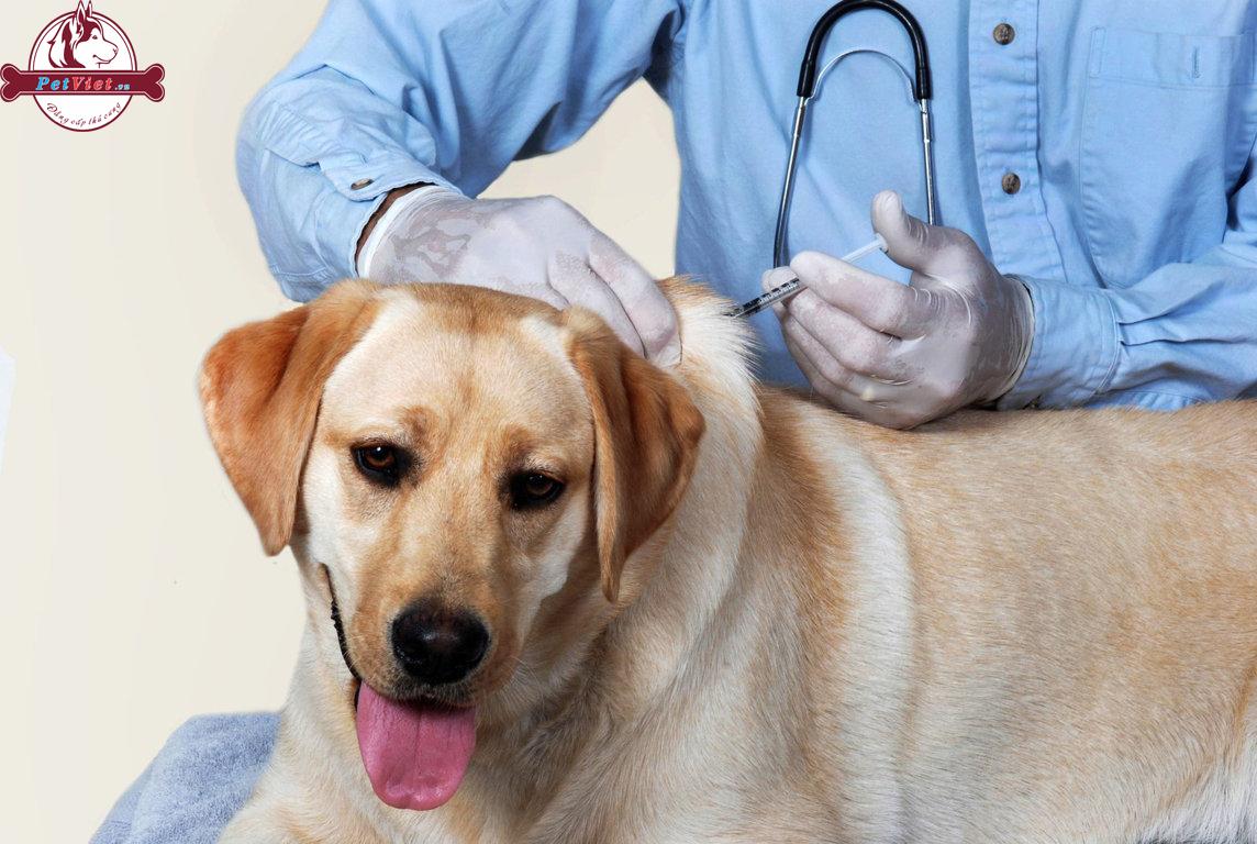 Triệu Chứng Bệnh Care Ở Chó