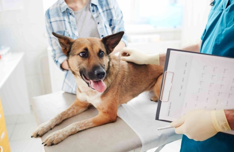 Bệnh Care ở Chó – Nguyên Nhân, Triệu Chứng và Cách Điều Trị