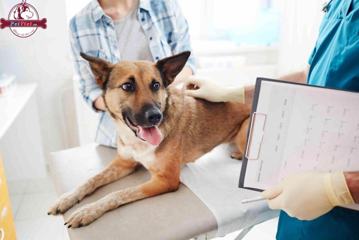 Dấu Hiệu Bệnh Care Ở Chó?