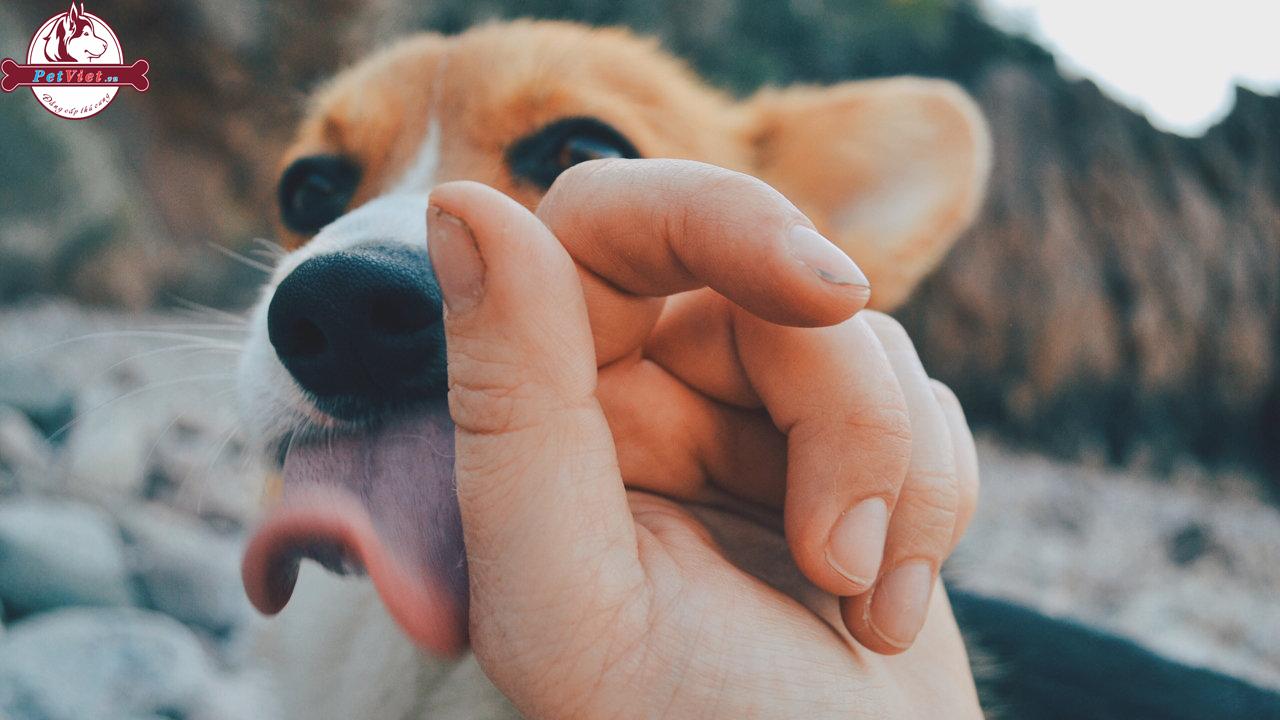 Chó Liêm Nếm Mùi Vị