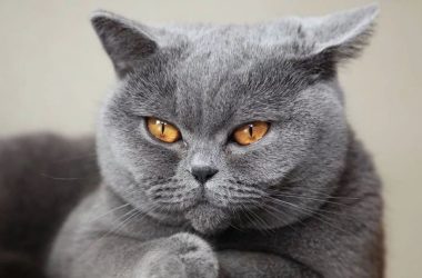 Phương Pháp Huấn Luyện Mèo Anh Lông Ngắn Theo Cách Của Chuyên Gia