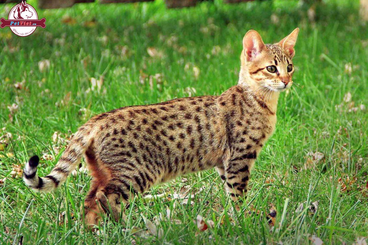 Mèo Ashera - Giống mèo đắt nhất thế giới