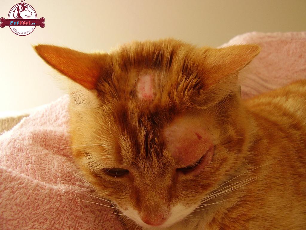 Mèo bị nhiễm nấm thường do không được tắm rửa sạch sẽ thường xuyên