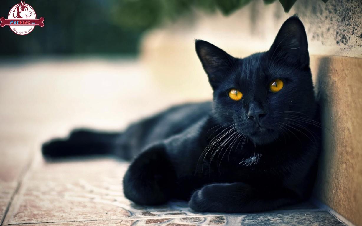 Mèo Bombay (Một giống Mèo lông ngắn được lai giữa một chú mèo Miến Điện có bộ lông màu đen với một chú Mèo Mỹ lông ngắn cũng có bộ lông màu đen)