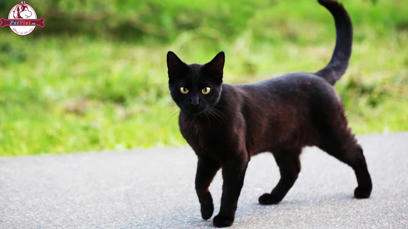 Mèo Trốn Nhà Ra Đi – Lý Do Vì Đâu Và Cách Khắc Phục ?