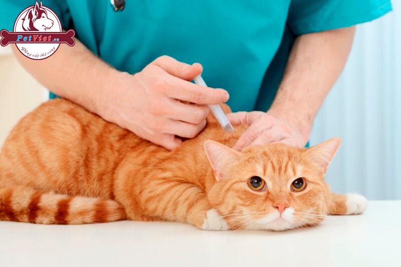Tại Sao Cần Tiêm Phòng Vaccine Cho Chó Mèo?