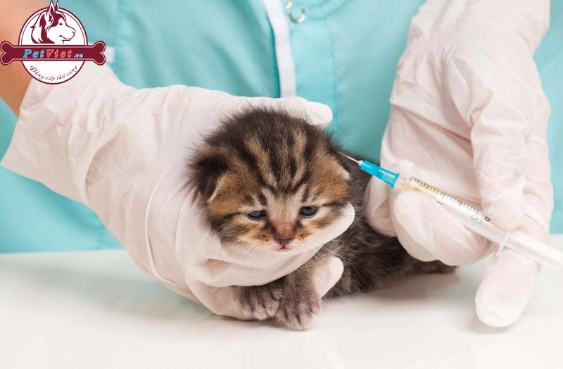 Giá Vắc Xin Tiêm Phòng Cho Mèo