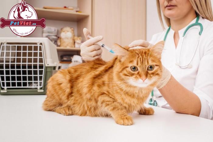 Các Loại Vắc Xin Phòng Bệnh Cho Mèo